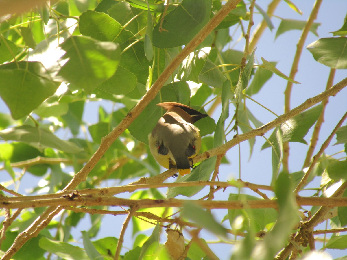 Cedar Waxwing - ML647672702