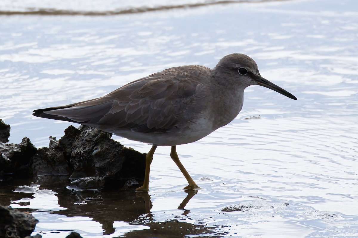 Gray-tailed Tattler - ML647672704
