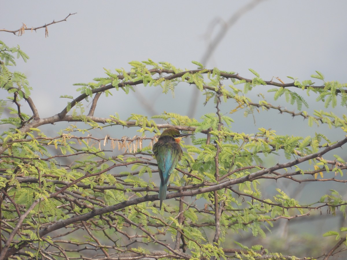 Blue-tailed Bee-eater - ML647672706