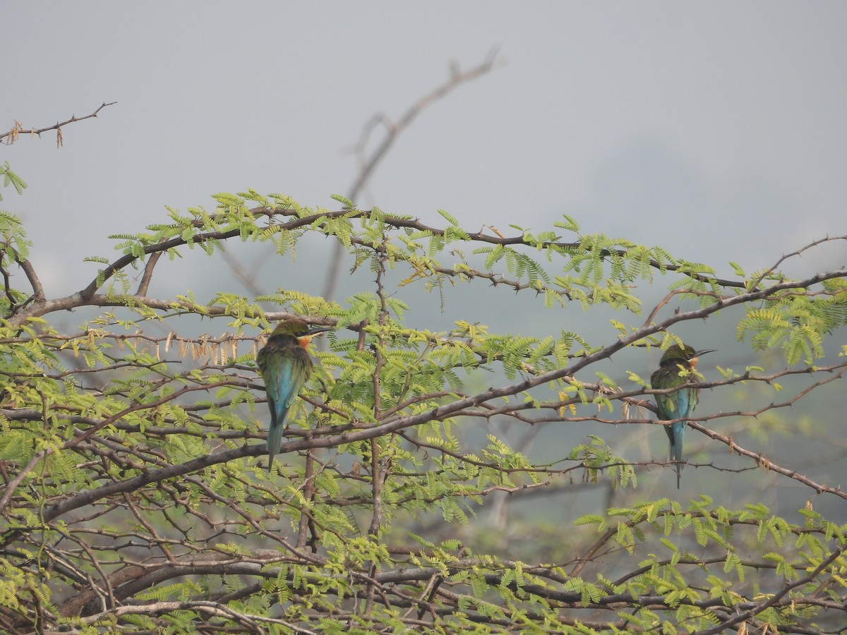 Blue-tailed Bee-eater - ML647672707