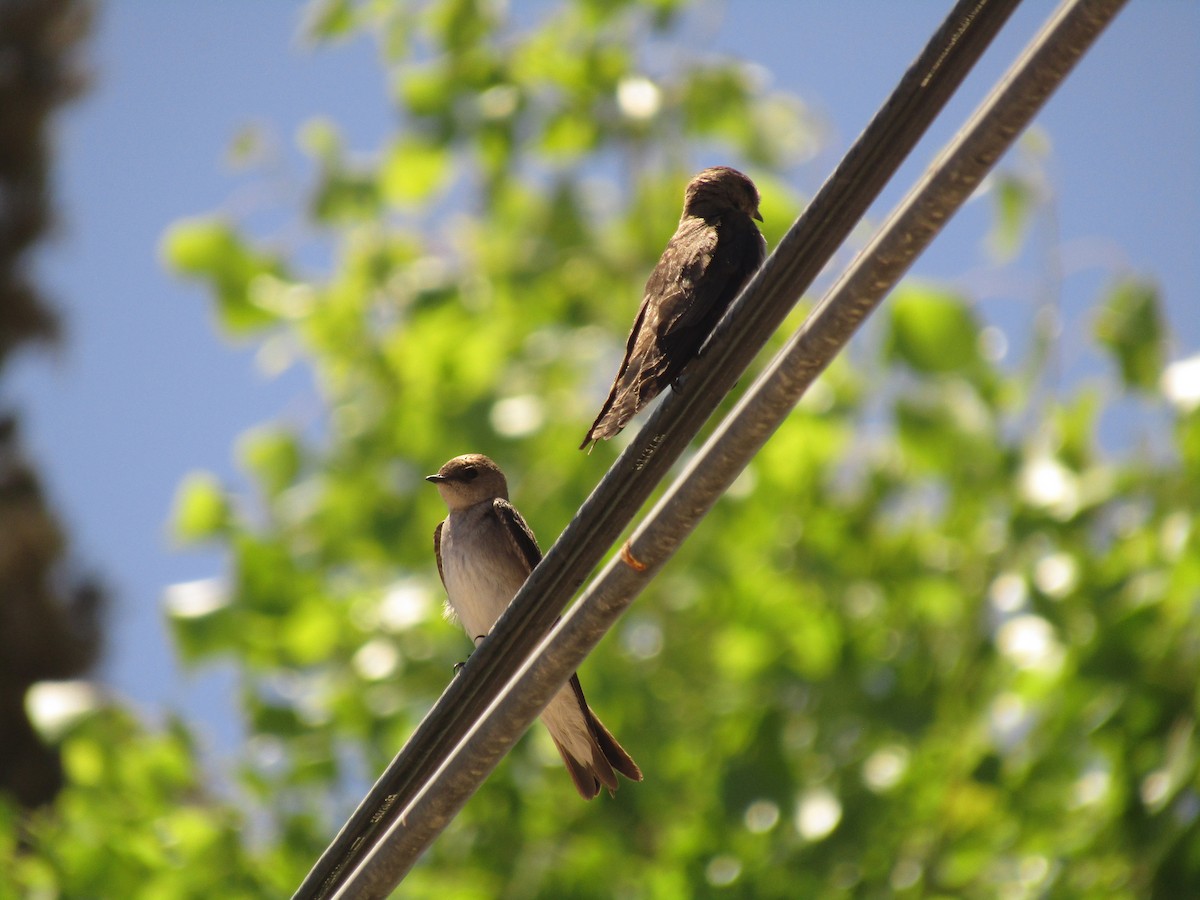 Northern Rough-winged Swallow - ML647672708