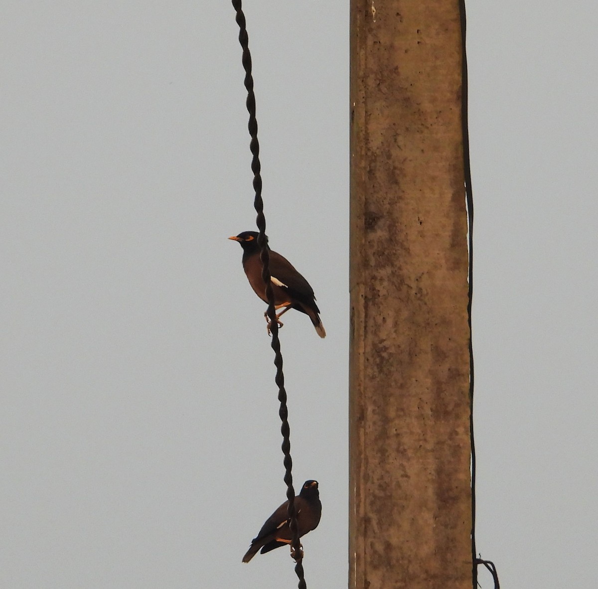 Common Myna - ML647672709