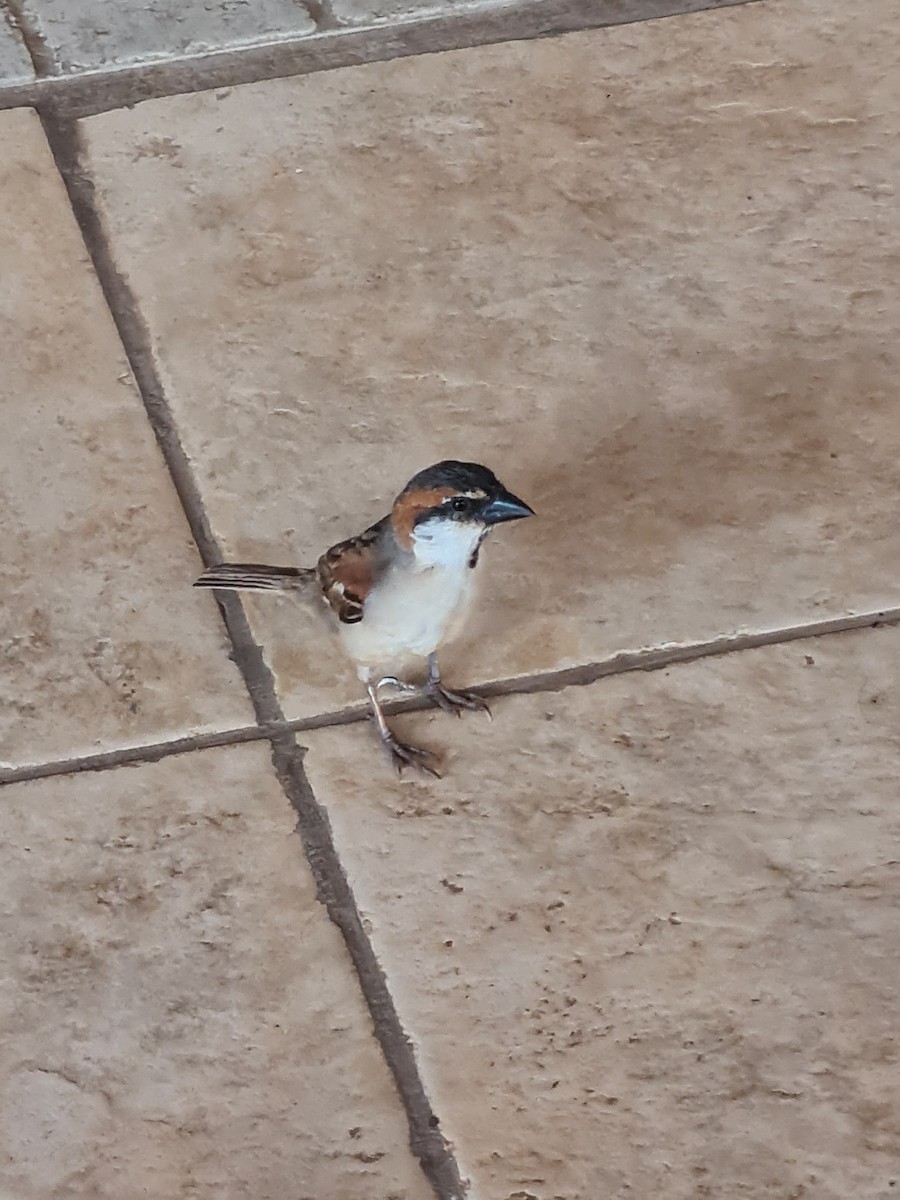 Cape Verde Sparrow - ML647672711