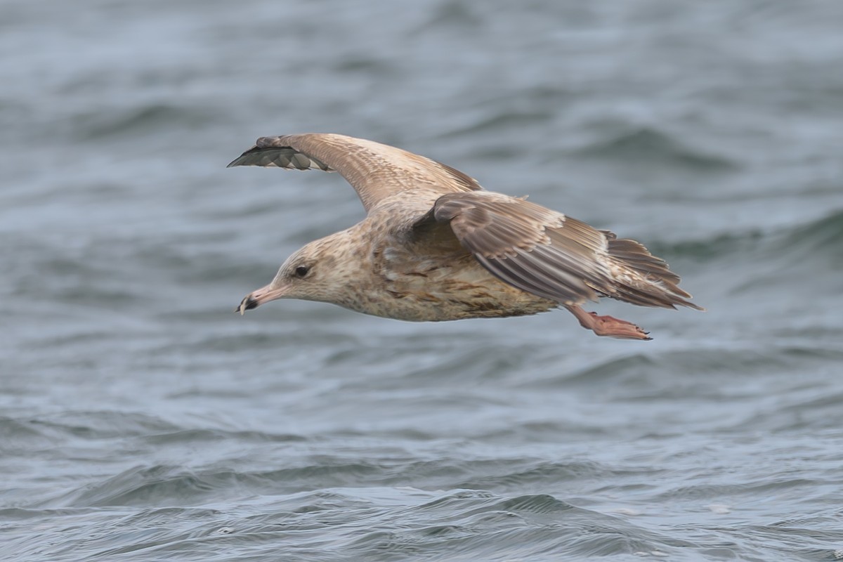 American Herring Gull - ML647672713