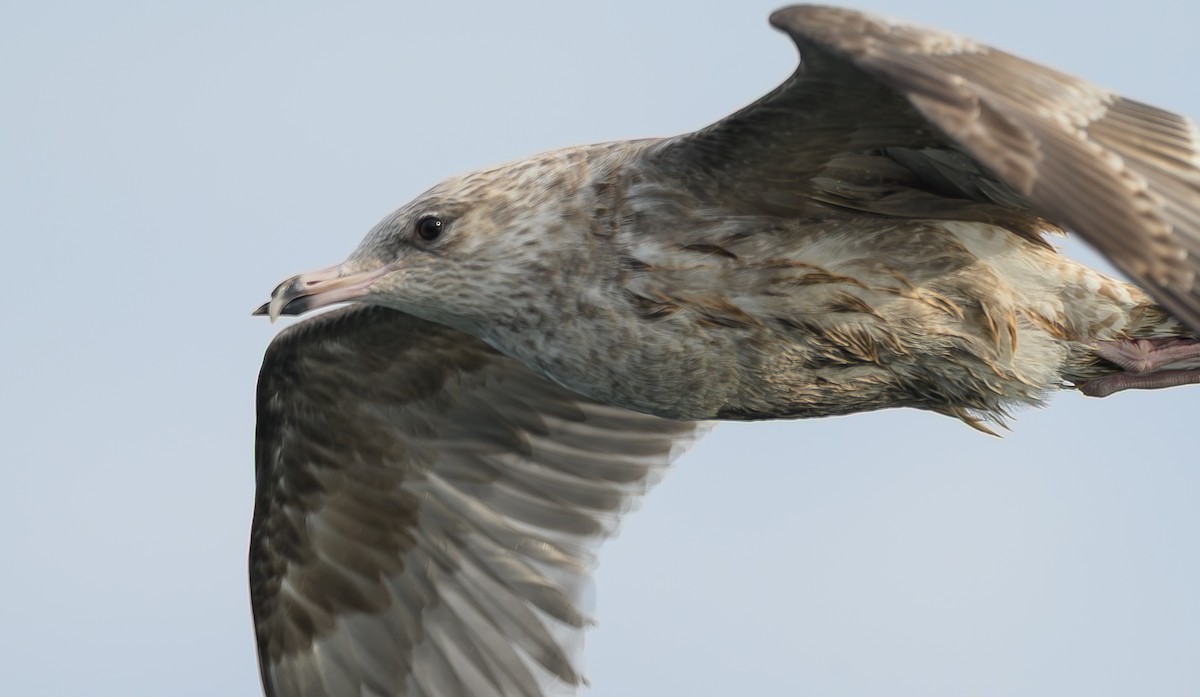American Herring Gull - ML647672714