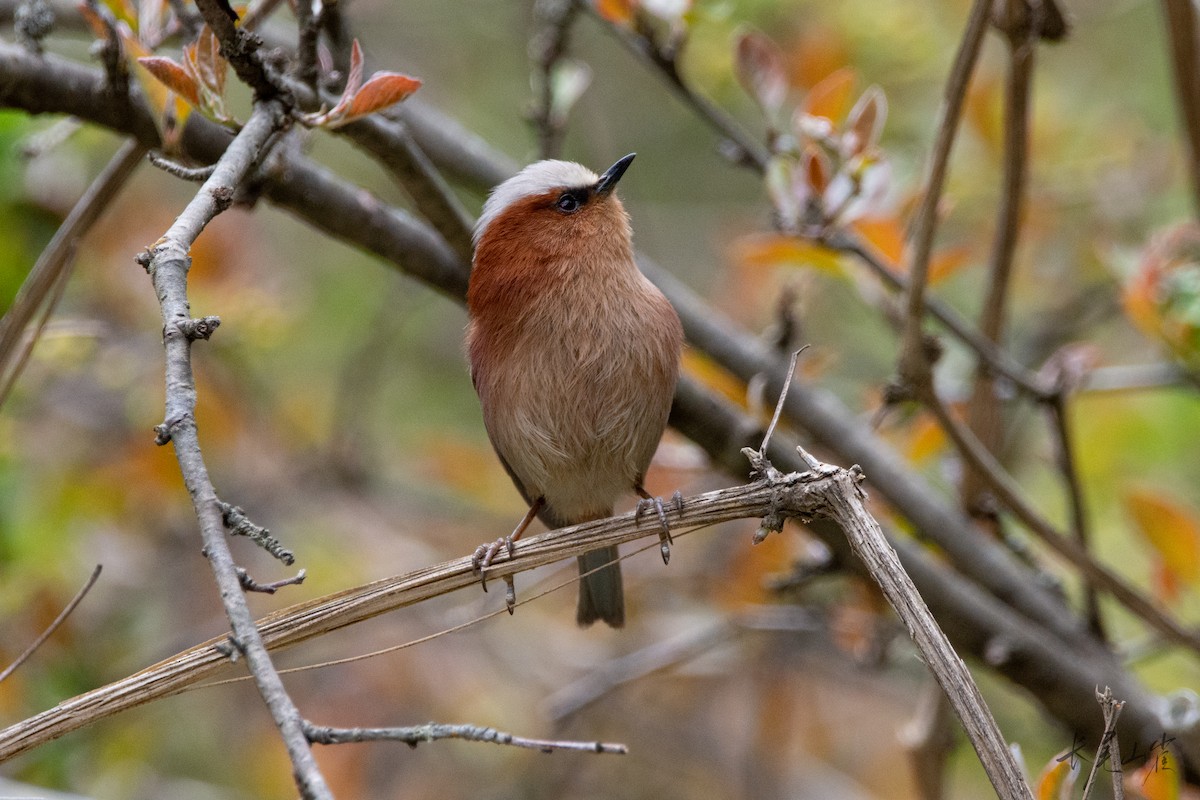 Crested Tit-Warbler - ML647672715