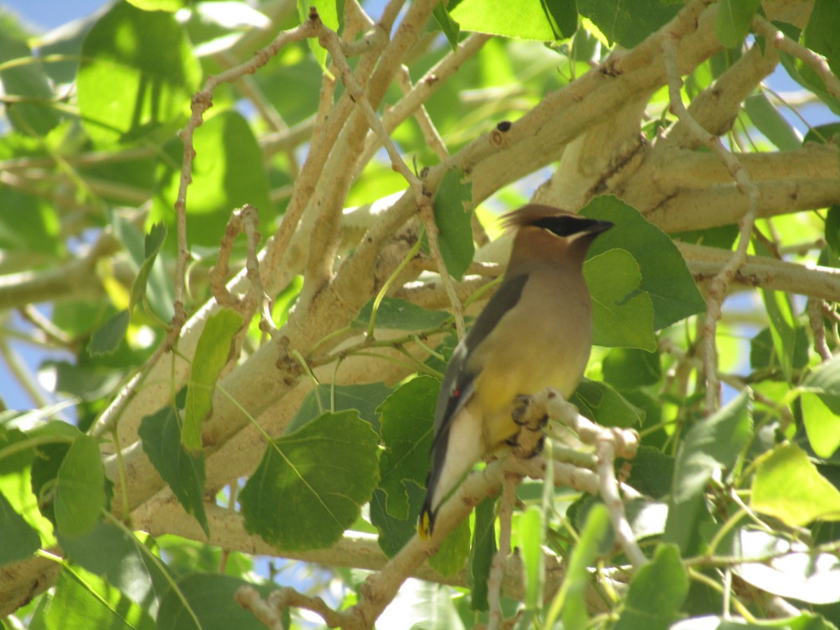 Cedar Waxwing - ML647672717