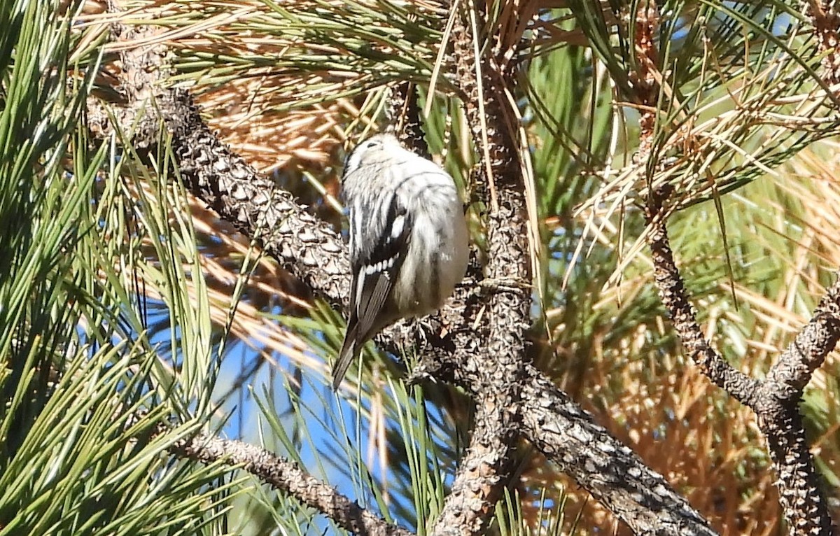 Black-and-white Warbler - ML647672721