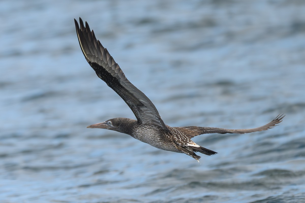 Northern Gannet - ML647672722
