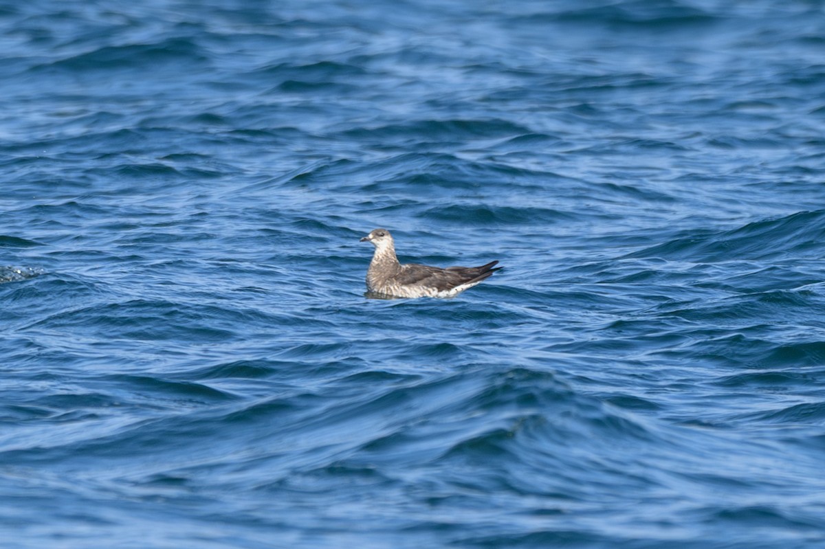 Parasitic Jaeger - ML647672728