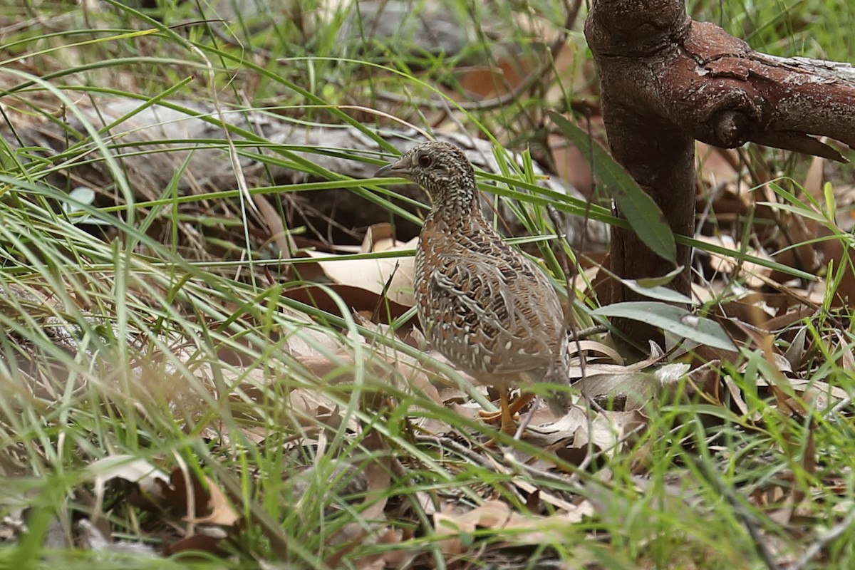 Painted Buttonquail - ML647672729