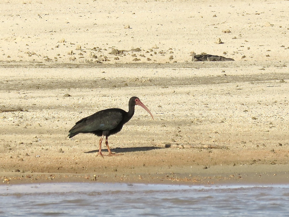 Ibis Afeitado - ML647672737
