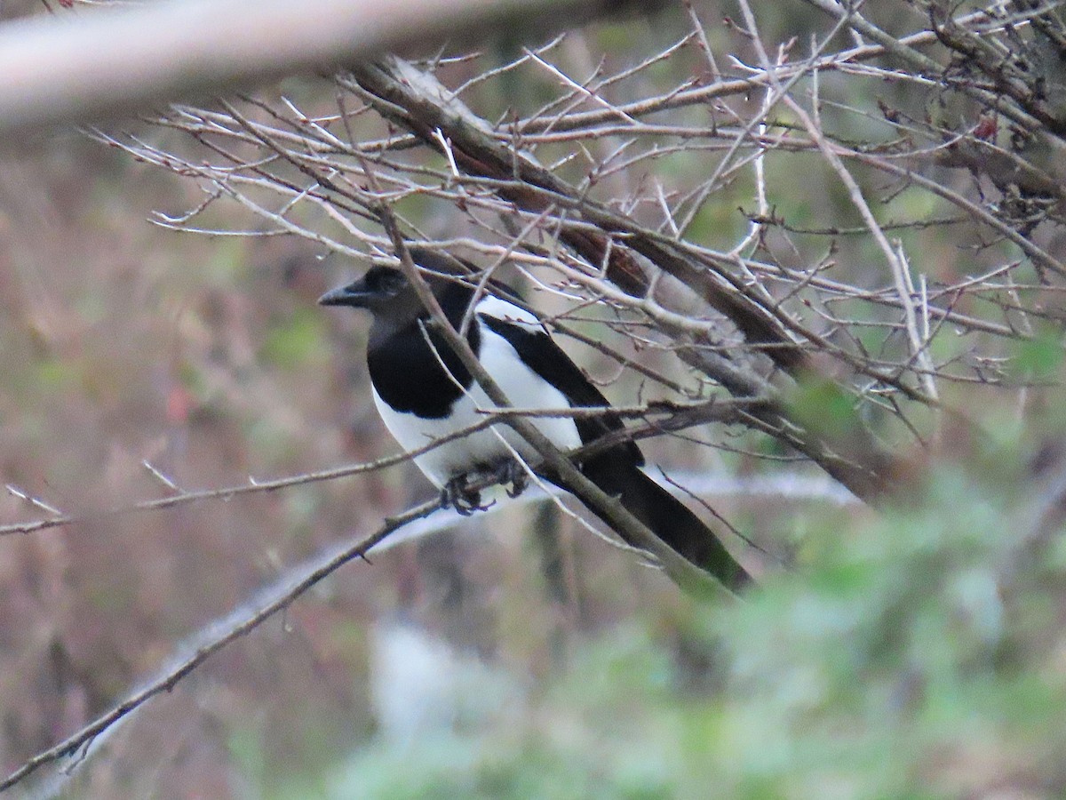 Oriental Magpie - ML647672746