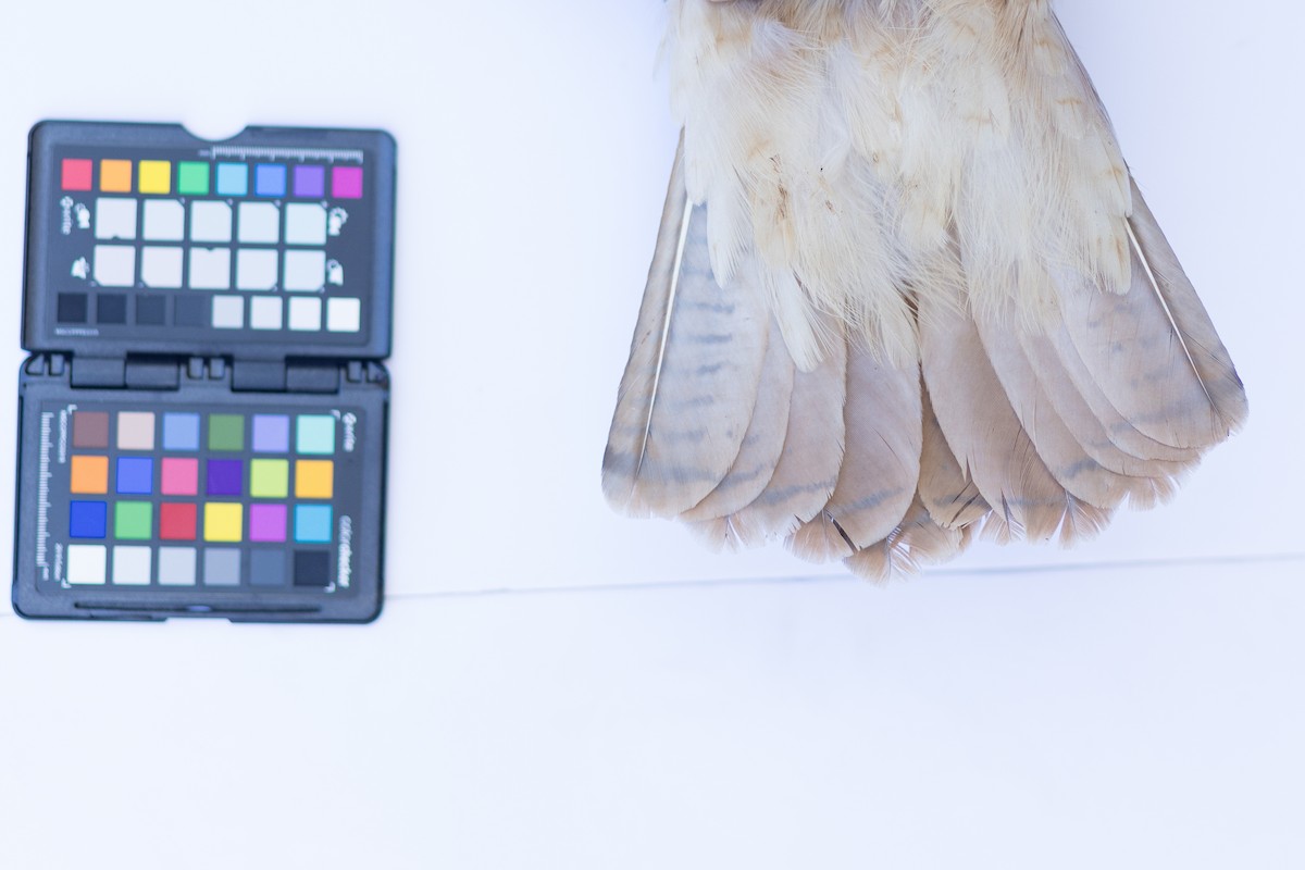 Red-tailed Hawk - ML647672751