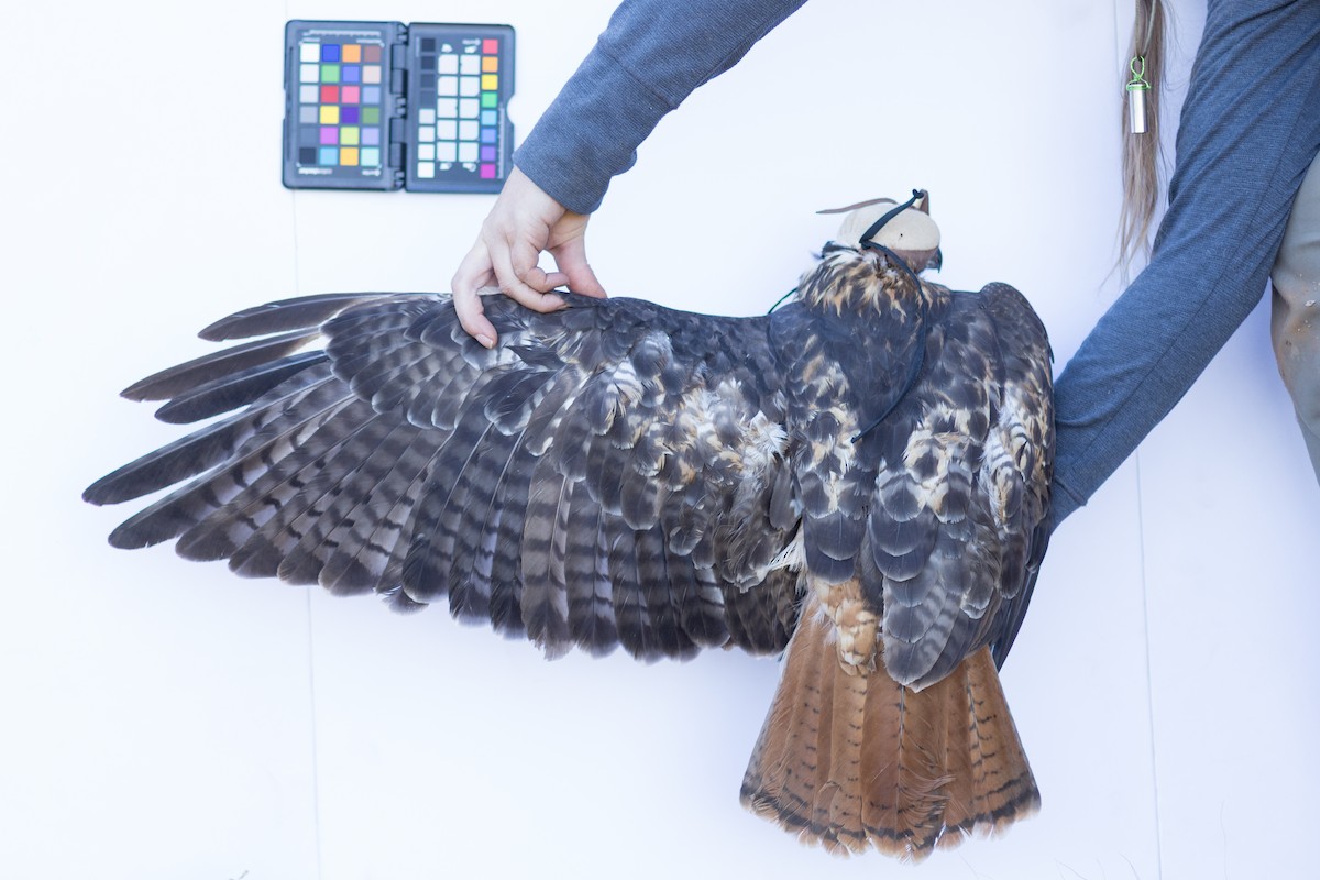 Red-tailed Hawk - ML647672753