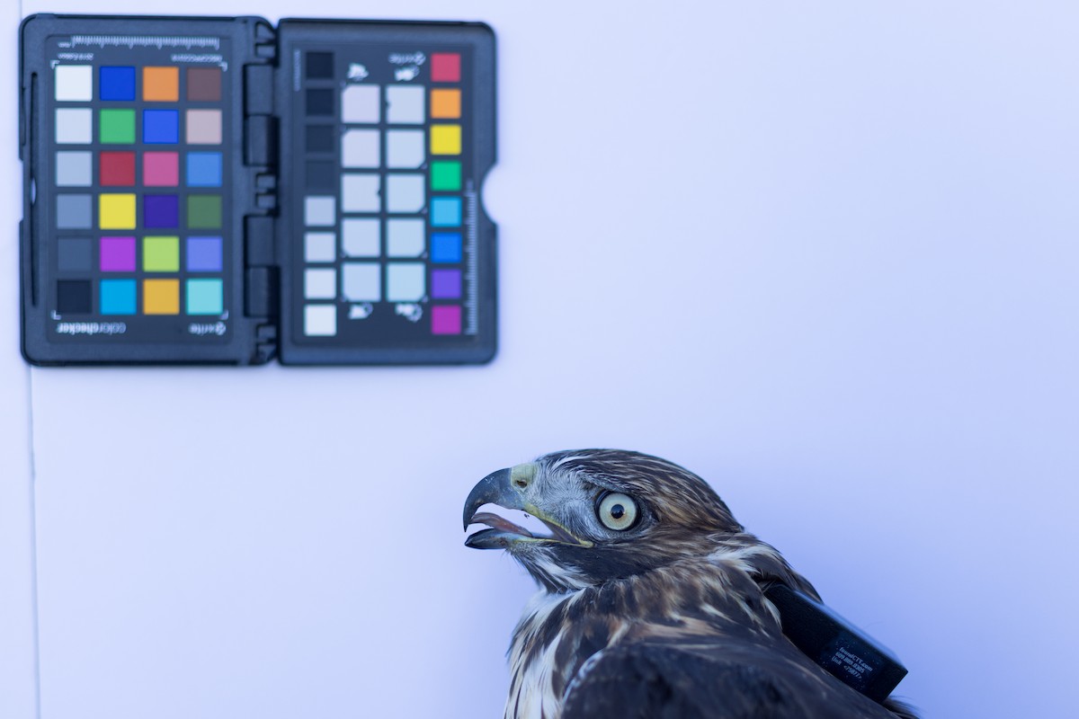 Red-tailed Hawk - ML647672754