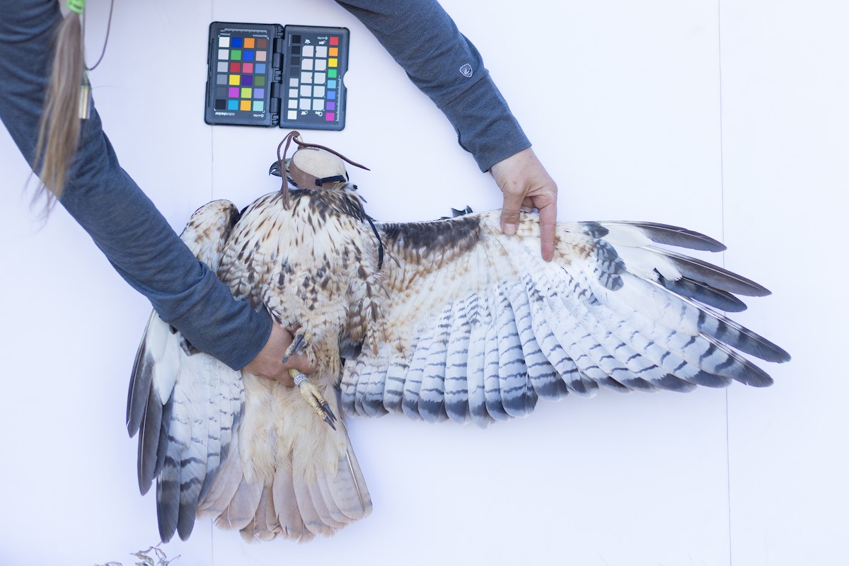 Red-tailed Hawk - ML647672755