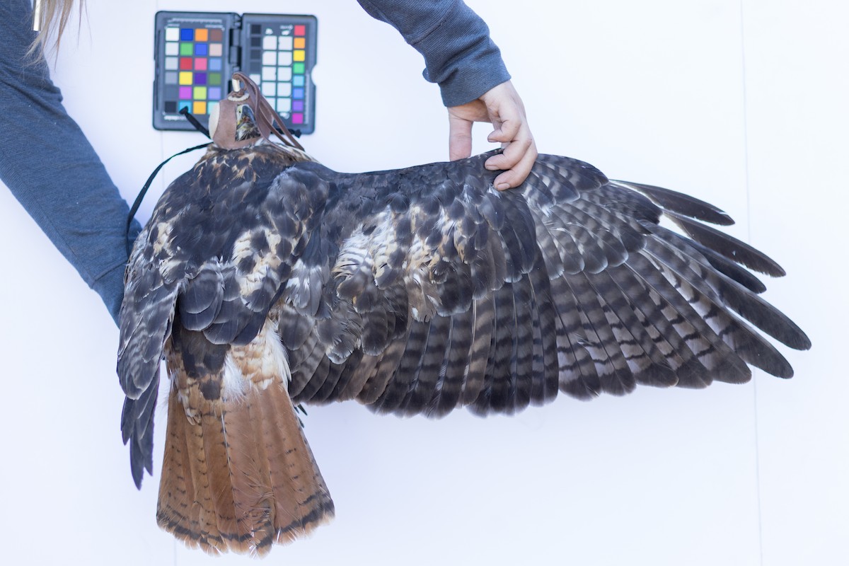 Red-tailed Hawk - ML647672756