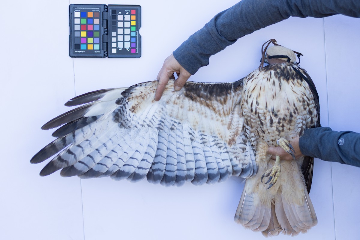 Red-tailed Hawk - ML647672757