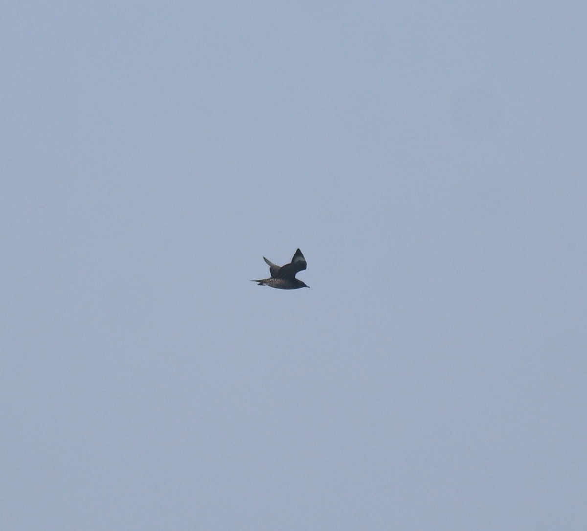 Короткохвостый поморник - ML647672769