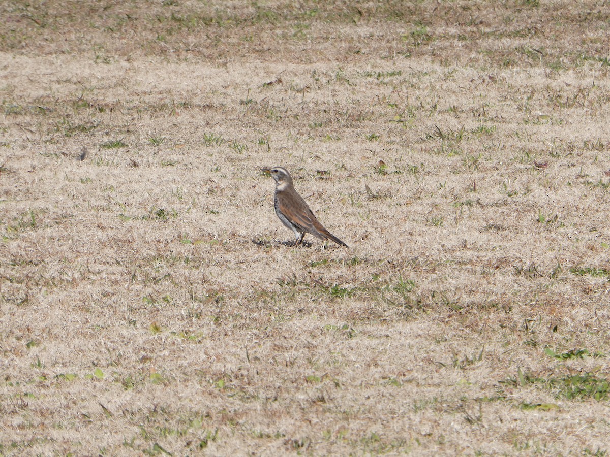 Бурый дрозд - ML647672775