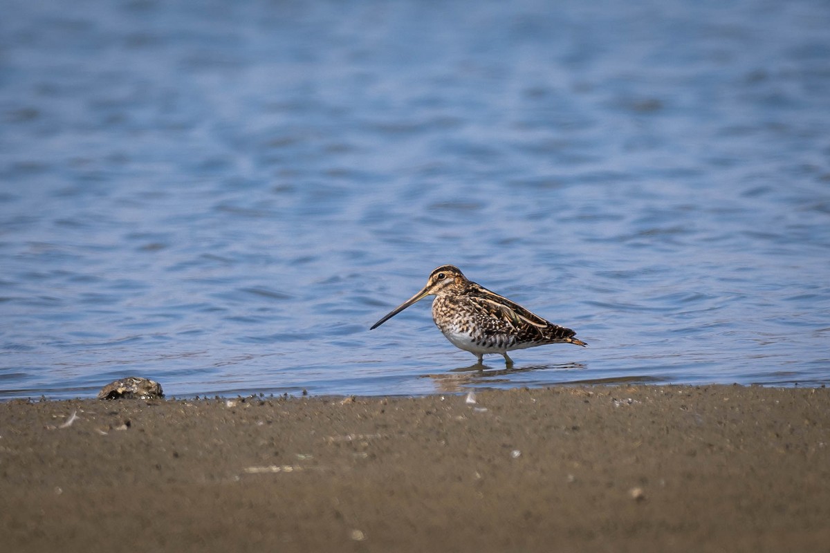 Бекас - ML647672777