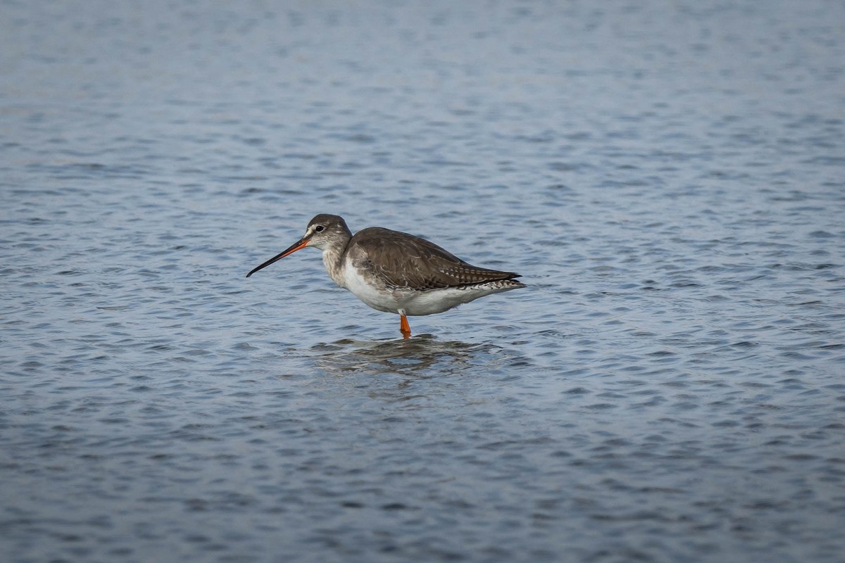 Щёголь - ML647672780