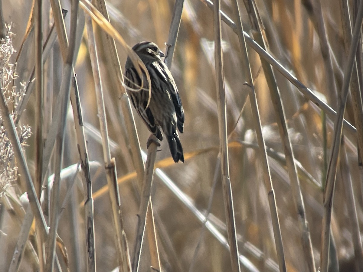 Тростниковая овсянка - ML647672781