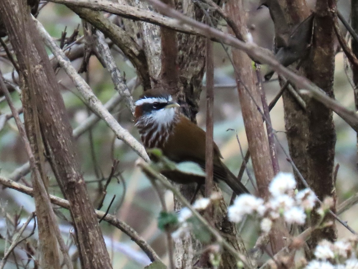 Красношейный саблеклюв - ML647672785