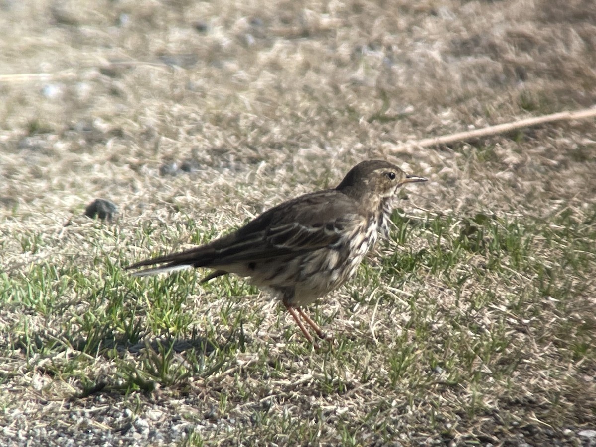 Гольцовый конёк - ML647672786