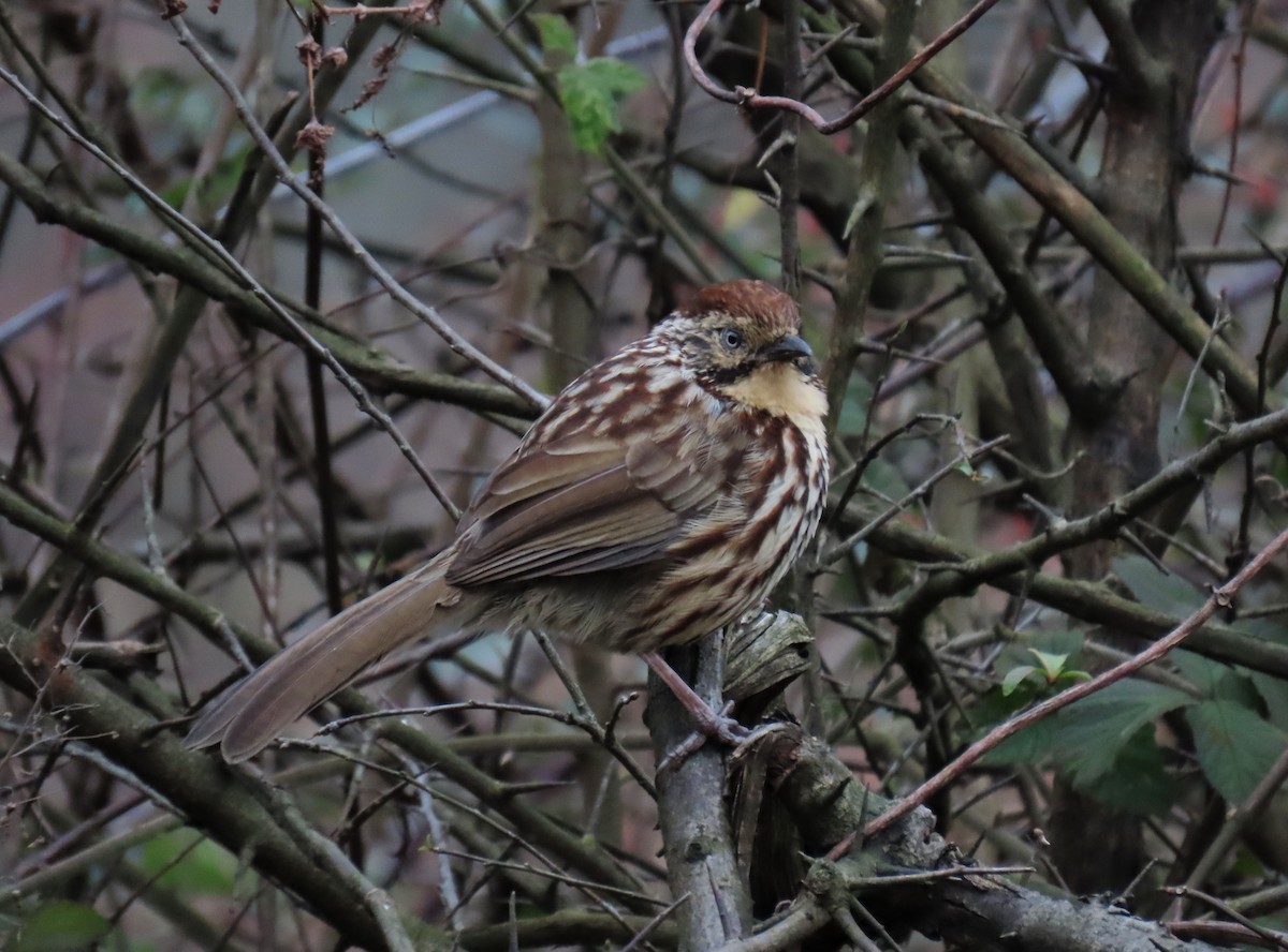 Масковая кустарница - ML647672788