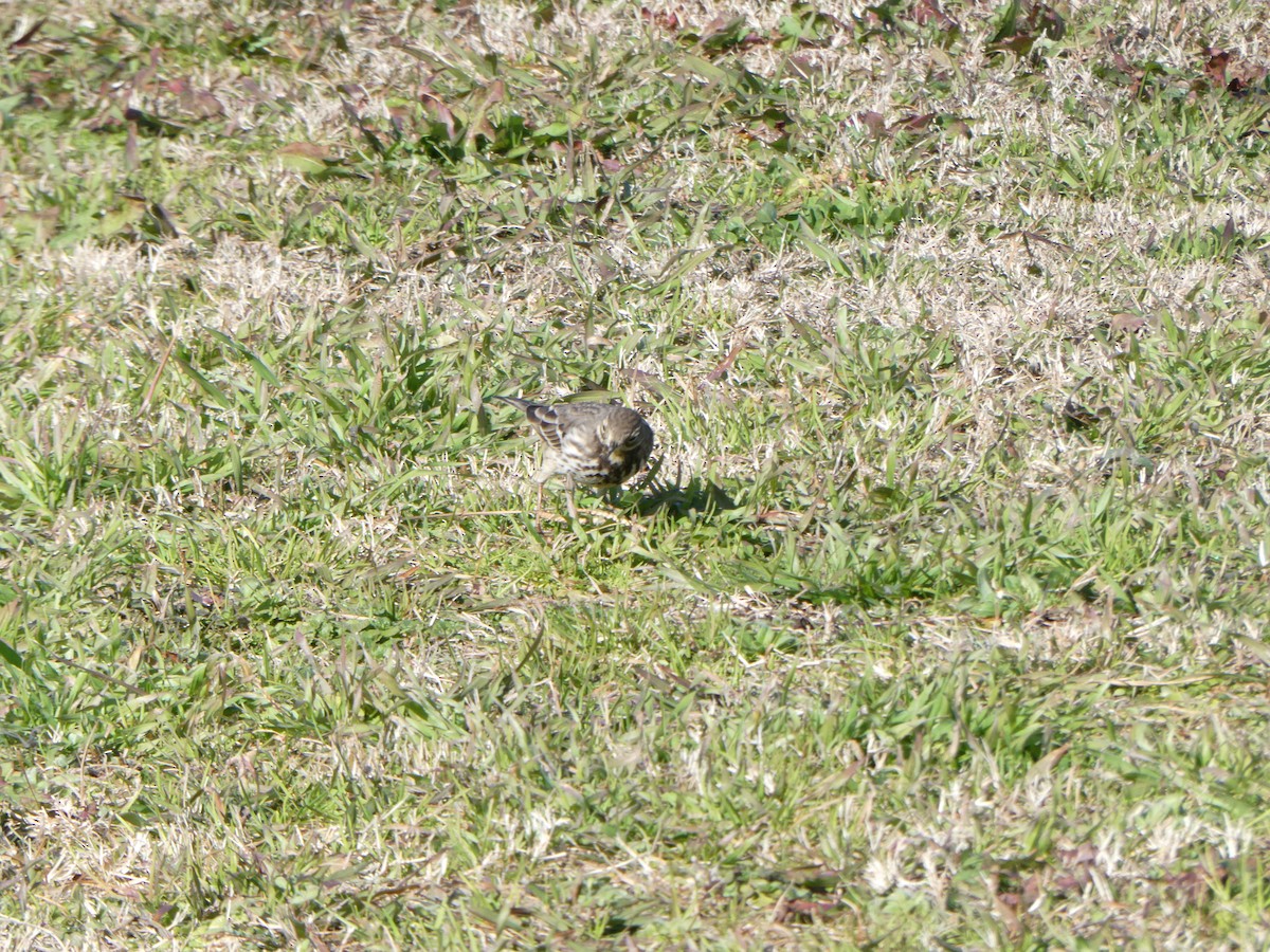 Гольцовый конёк - ML647672789