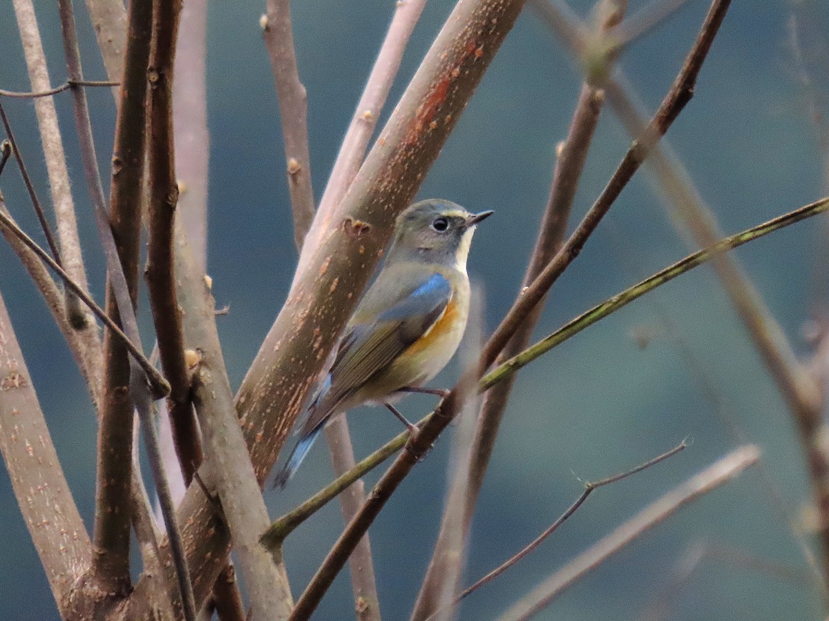 Синехвостка - ML647672790