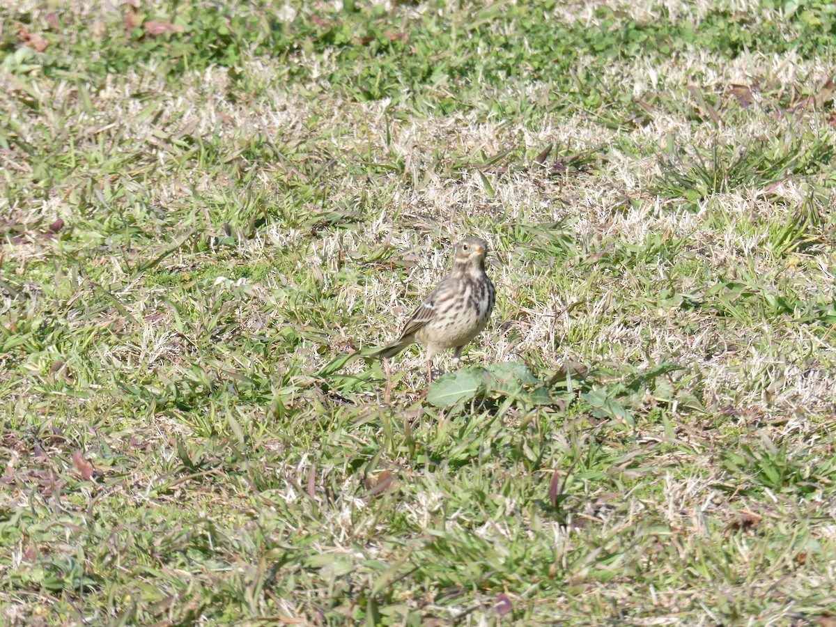 Гольцовый конёк - ML647672793