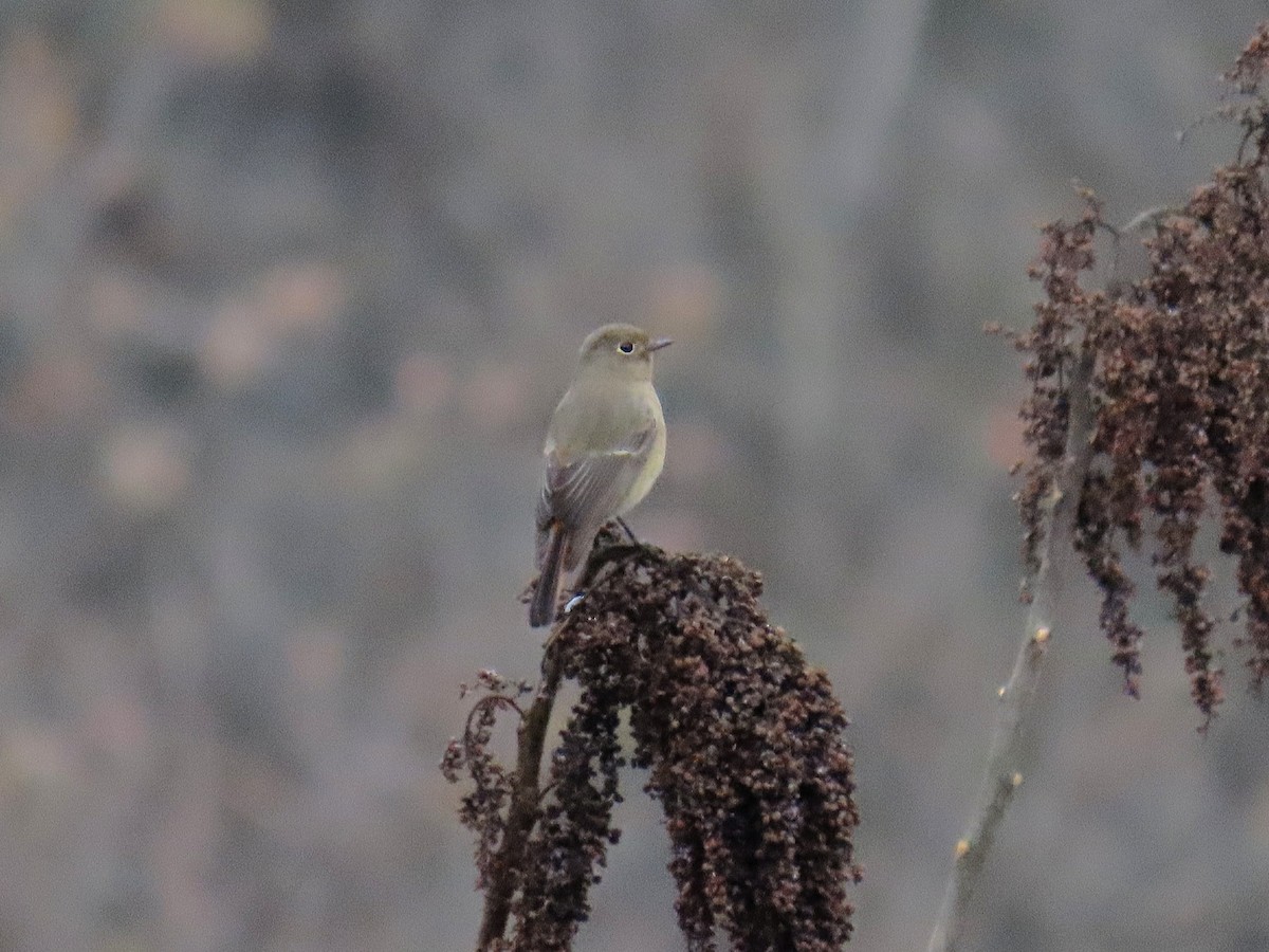 Синелобая горихвостка - ML647672795