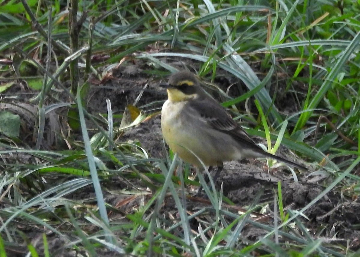 Берингийская жёлтая трясогузка - ML647672796