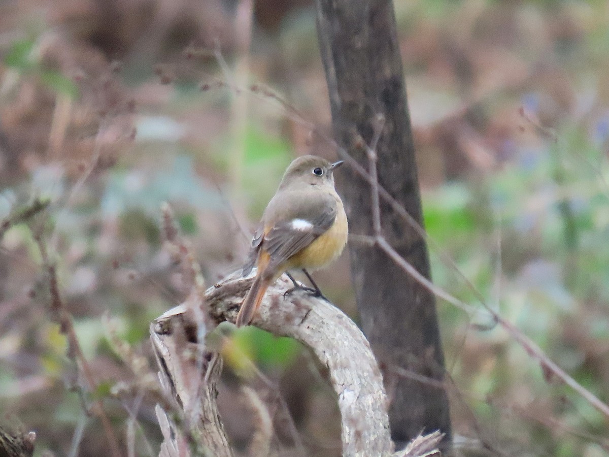 Сибирская горихвостка - ML647672797