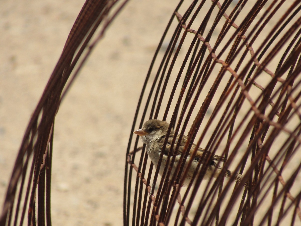 Мексиканский чиж - ML647672798