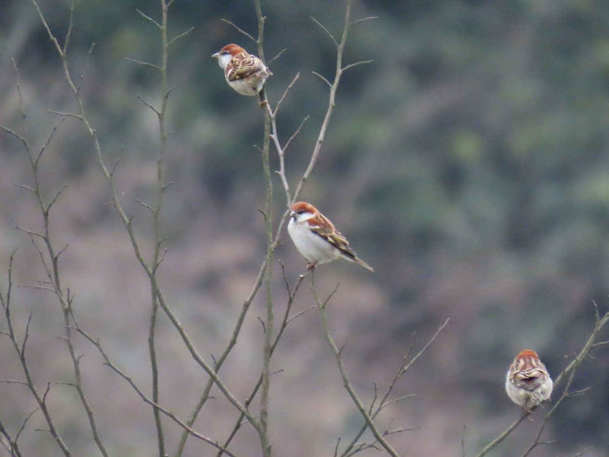 Рыжий воробей - ML647672799