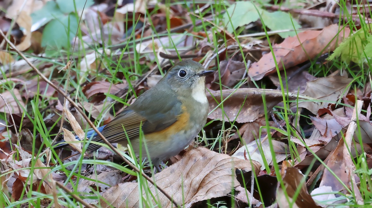 Синехвостка - ML647672800