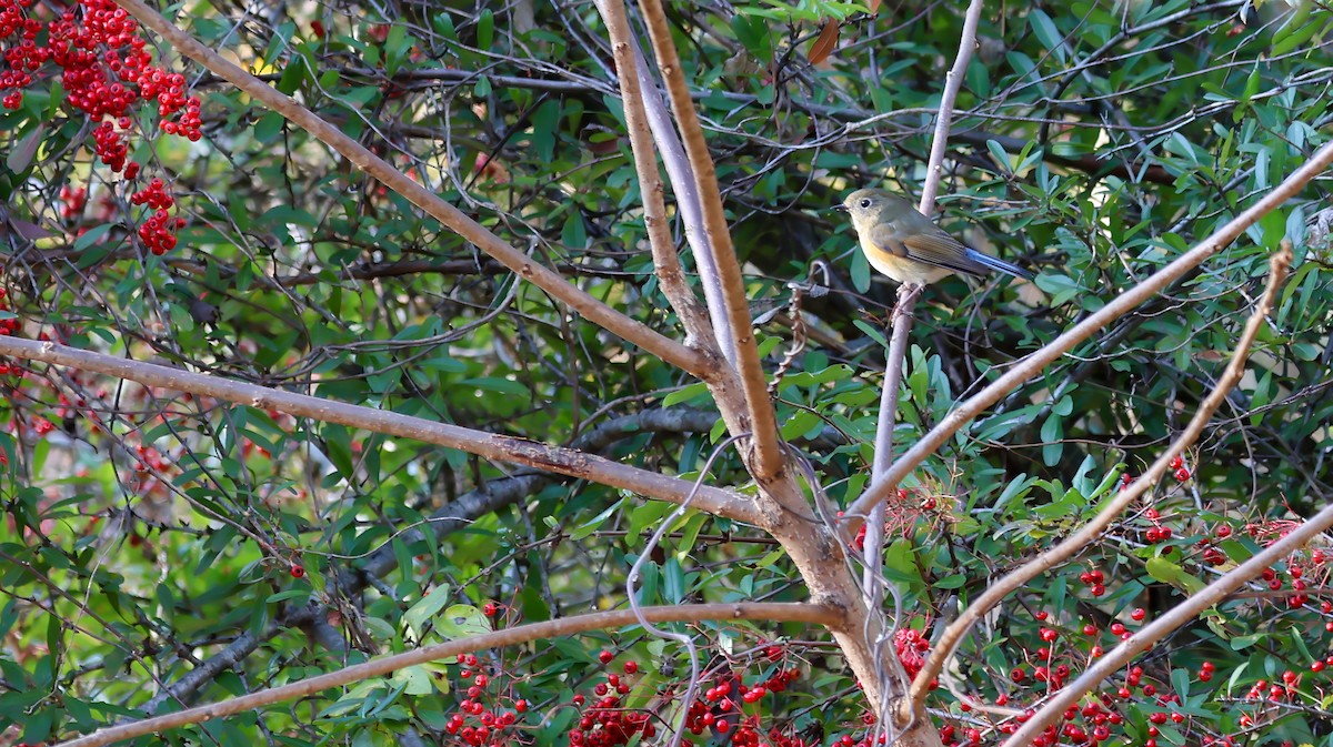 Синехвостка - ML647672802