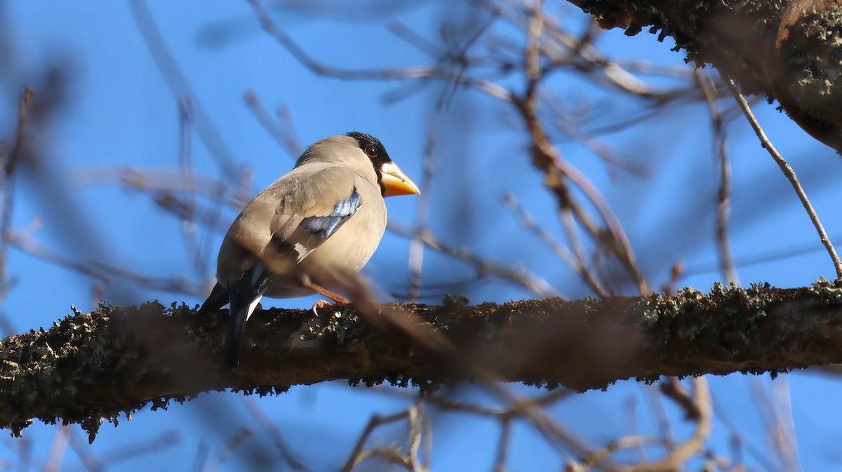 gråkjernebiter - ML647672806