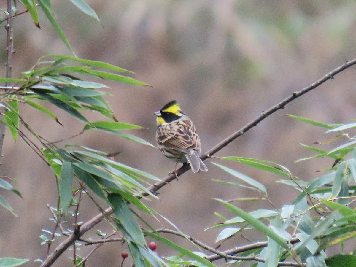 gulstrupespurv - ML647672807