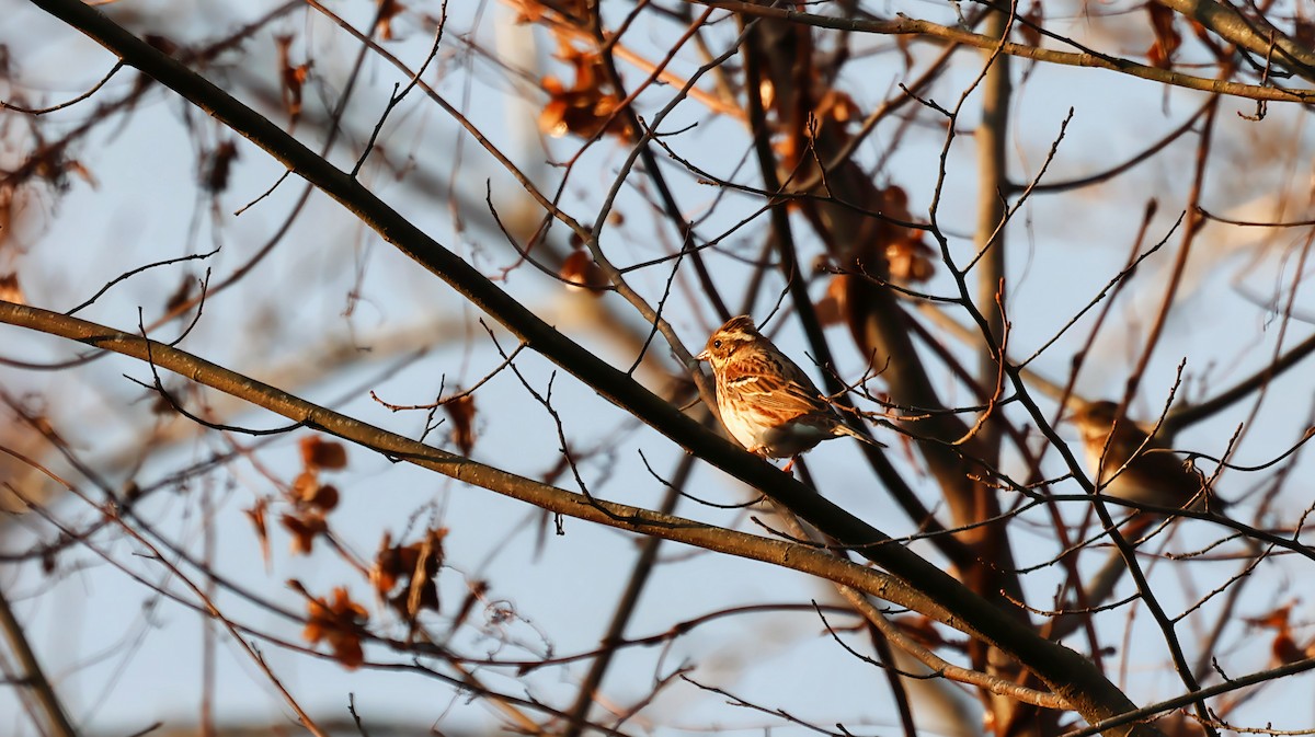 vierspurv - ML647672809