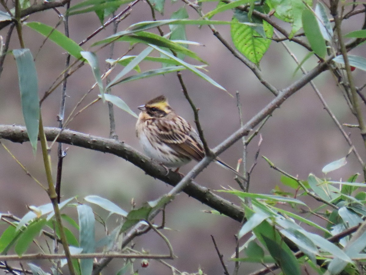 gulstrupespurv - ML647672810