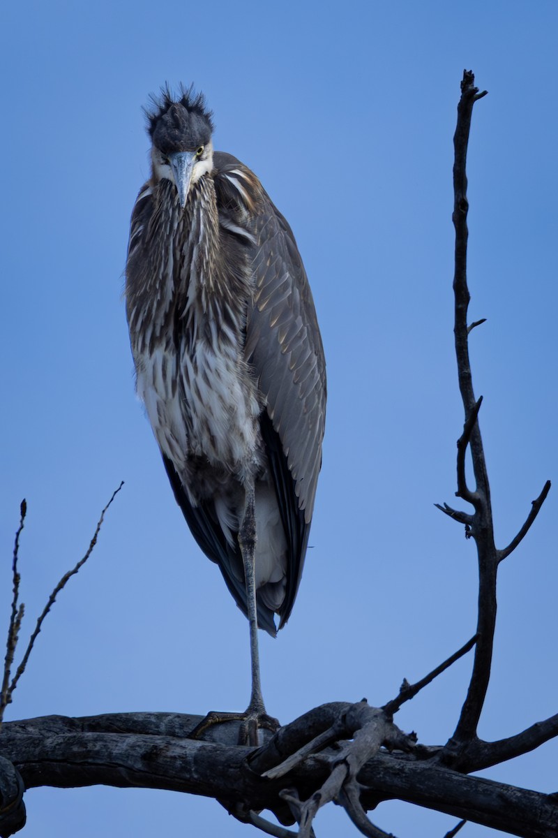 herodiashegre - ML647672815