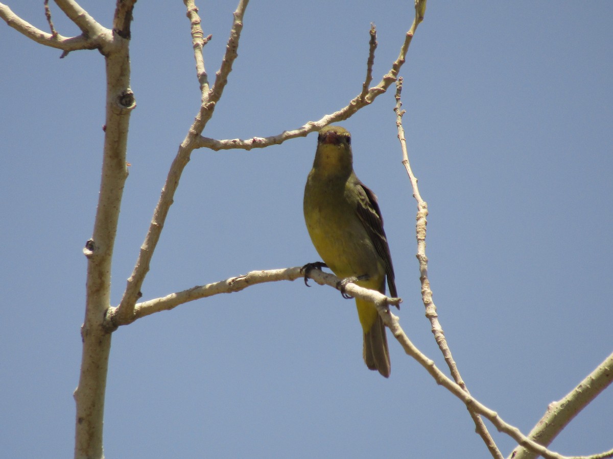 vestpiranga - ML647672816