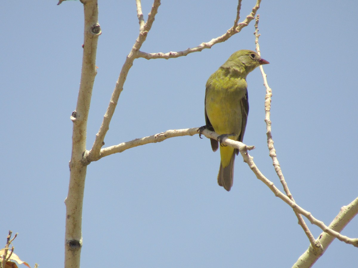 gråspurv - ML647672817