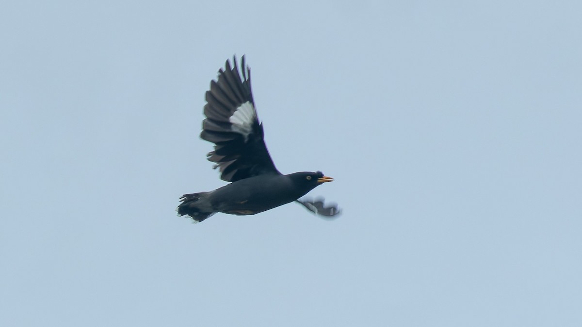 javastær - ML647672818