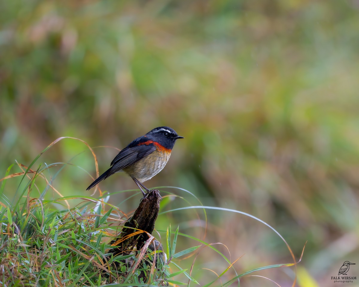 krageskvett - ML647672820